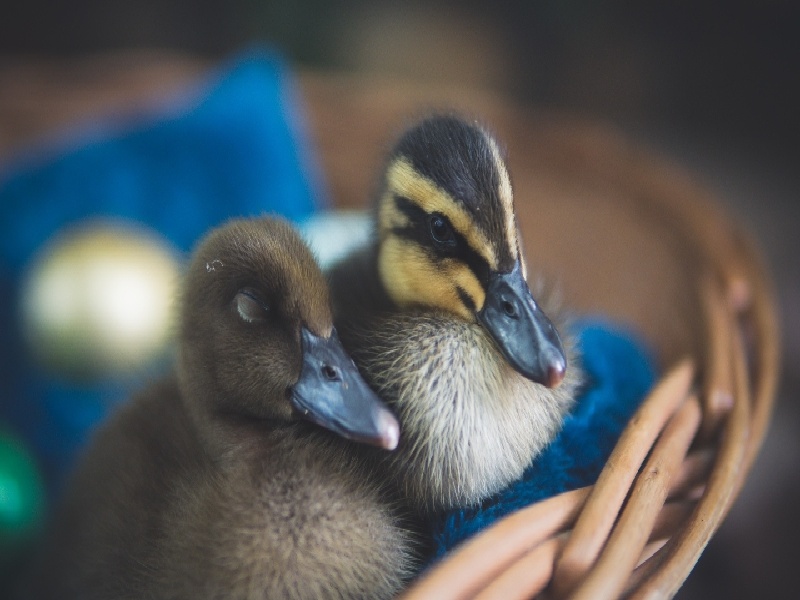 武汉试管移植费用输卵管腹腔镜费用进周费用多少